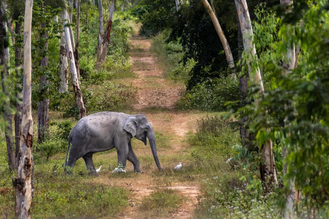 An elephant free roaming through the Thai community 